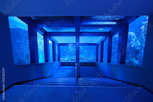 水族館の大水槽