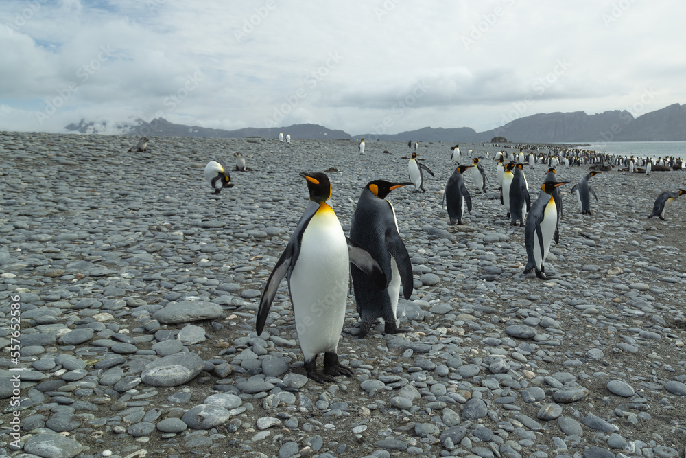 Obraz premium King Penguins (Aptenodytes patagonicus) in Antarctica standing on a rocky foreshore.