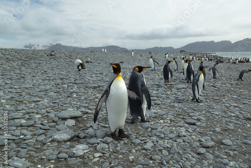 King Penguins  Aptenodytes patagonicus  in Antarctica standing on a rocky foreshore.