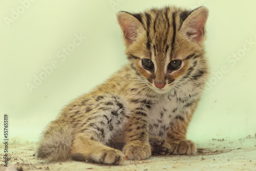 The appearance of a baby leopard cat is cute and adorable. This nocturnal mammal that lives in forest areas on the island of Java has the scientific name Prionailurus bengalensis.  © I Wayan Sumatika