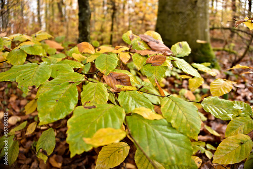 Busch mit Herbstblättern im Wald