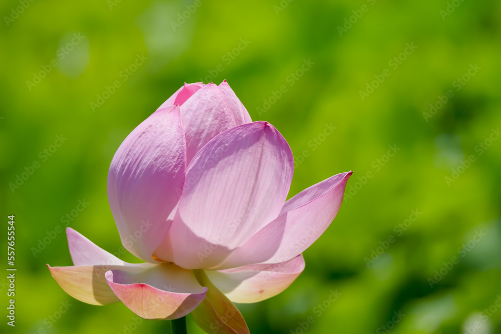 Obraz premium 蓮（ハス）