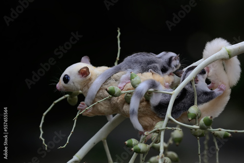 Fototapeta Naklejka Na Ścianę i Meble -  A mother sugar glider is looking for food while holding her two babies. 