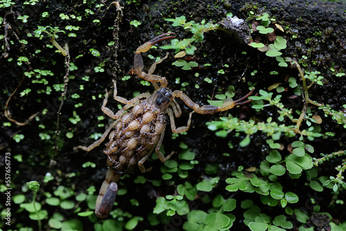 Foto A mother Chinese swimming scorpion holds her babies to protect them from predators