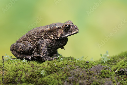 An Asian black-spined toad is looking for prey on a moss-covered rock. This rough-skinned amphibian has the scientific name Bufo melanostictus.