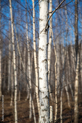 Birch forest without leaves  autumn spring.