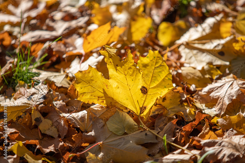 Yellow autumn leaves on the ground in the grass Yellow autumn leaves on the ground in the grass