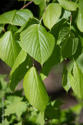 The young green leaves of the tree are the background of nature.