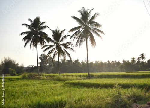 A Vertical shot scenic view of a Green Paddy field with coconut trees during sunset in India