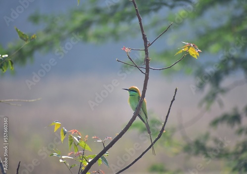 bird on the branch