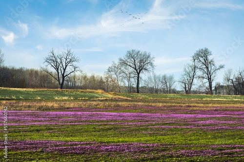 Field with blooming wildflowers henbit early in spring with trees in background; flock of birds flying in the sky