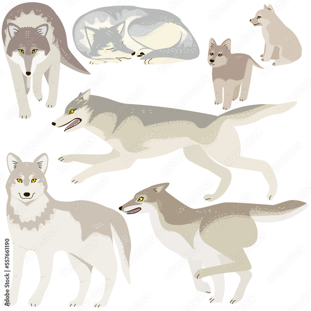 Vector illustration set of wolves