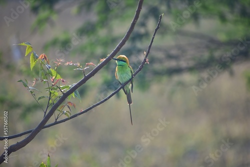 Bee-eater sitting on branch