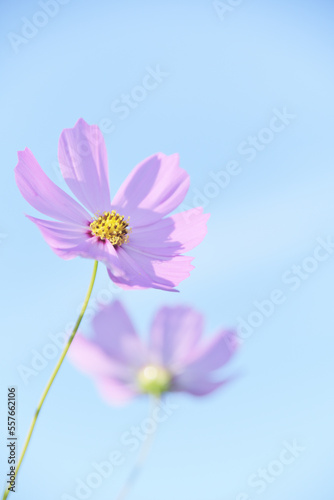 秋空に輝く秋桜