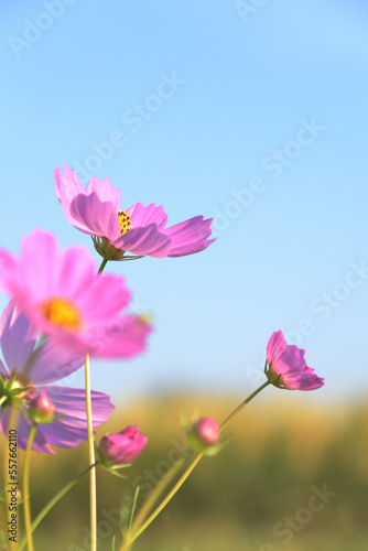 秋空に輝く秋桜