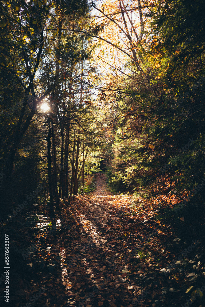 Ukrainian Carpathian Mountains During Fall