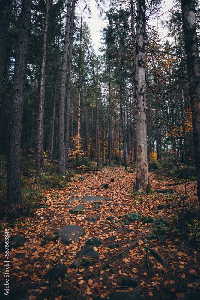Ukrainian Carpathian Mountains During Fall Ukrainian Carpathian Mountains During Fall