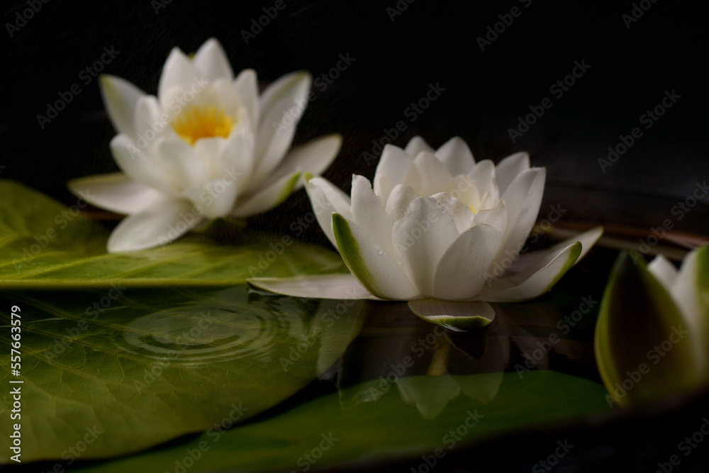 Beautiful white water lily flower in the lake .Nymphaea reflection in the pond