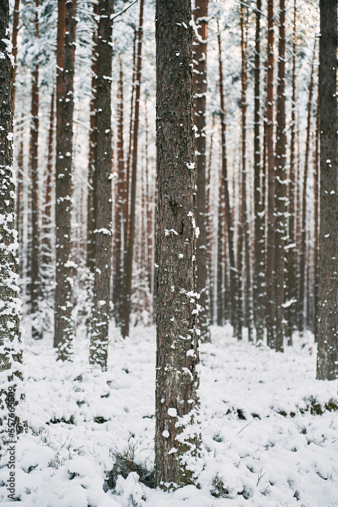Magic of the winter forest. No people in the snow-covered countryside woods. Magic of the winter forest. No people in the snow-covered countryside woods.