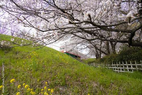 西武線と桜