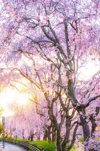 小川に沿って咲く桜