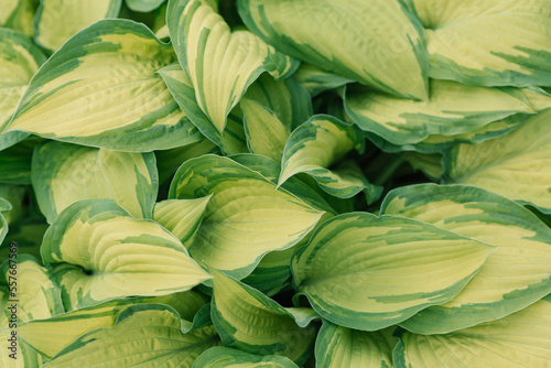 Bright green hosta leaves. Natural background