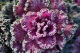 Beautiful ornamental decorative cabbage covered with a morning frost background. Organic purple decorative cabbage in the garden.