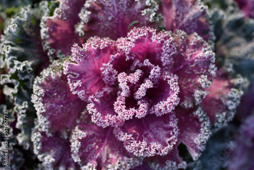 Beautiful ornamental decorative cabbage covered with a morning frost background. Organic purple decorative cabbage in the garden.