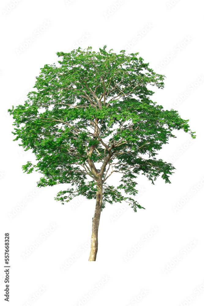 tree isolated