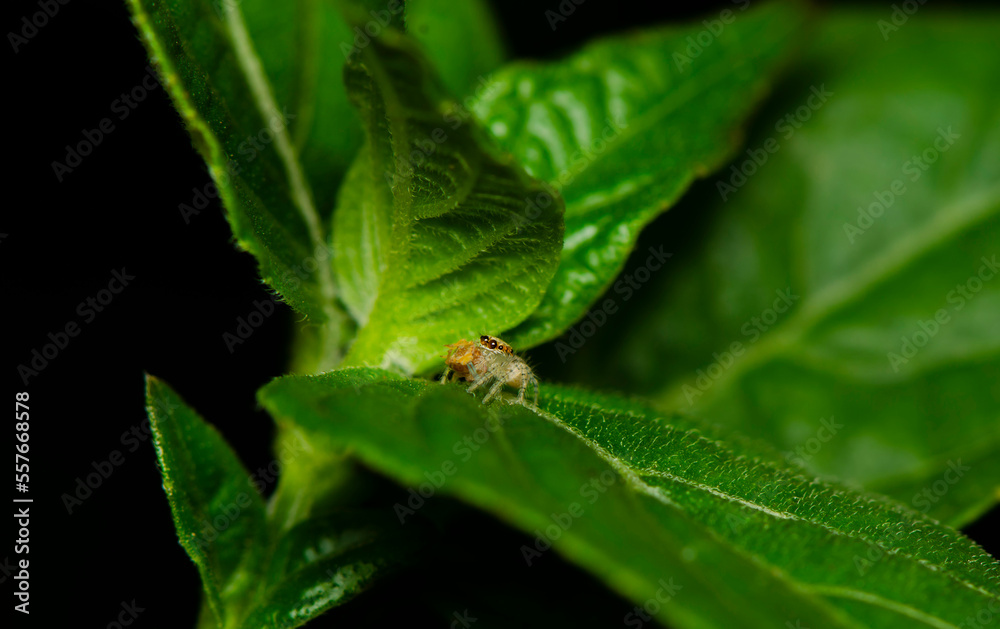 For photographer who is interested in nature. Macro Photography. Equipped with a digital camera and a 1:1 reproduction ratio macro lens, a world waiting to be discovered For photographer who is interested in nature. Macro Photography. Equipped with a digital camera and a 1:1 reproduction ratio macro lens, a world waiting to be discovered