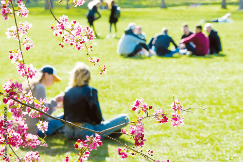 Cherry blossom branch against people sitting on the grass in the park