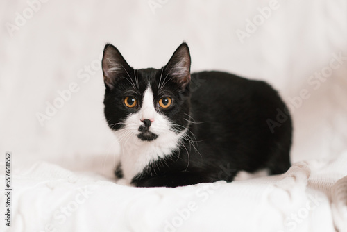 Beautiful black and white cat with yellow eyes is lying on a white sofa