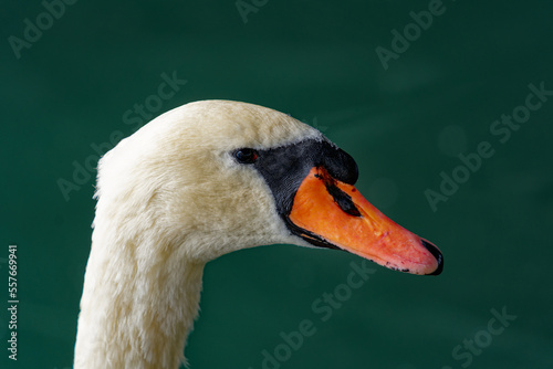 Fototapeta Naklejka Na Ścianę i Meble -  Close-up of head of white mute swan swimming on Lake Zürich on a blue cloudy autumn day. Photo taken October 30th, 2022, Zurich, Switzerland.