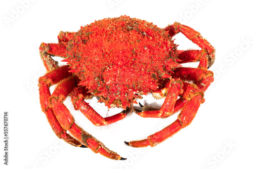 galician spider crab isolated on white background