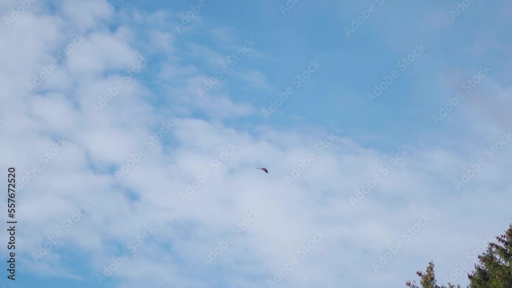 View of the Himalayan eagle flying high up in the sky in front of the clouds at Manali in Himachal Pradesh, India. Eagle soaring high up in the sky. Natural background. Eagle glides in the sky. View of the Himalayan eagle flying high up in the sky in front of the clouds at Manali in Himachal Pradesh, India. Eagle soaring high up in the sky. Natural background. Eagle glides in the sky.