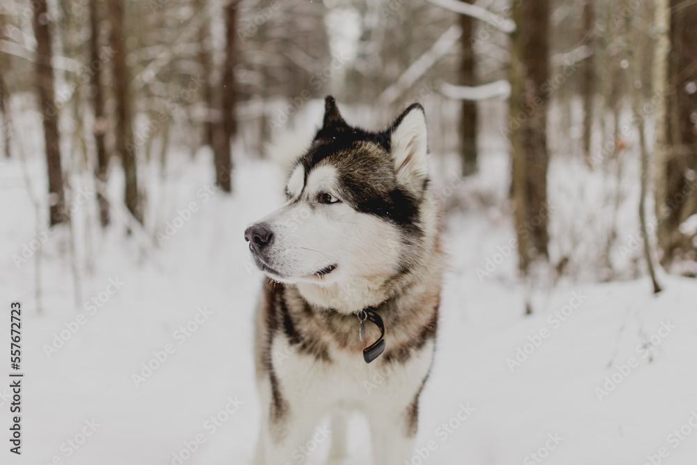 Husky dog portrait in winter forest