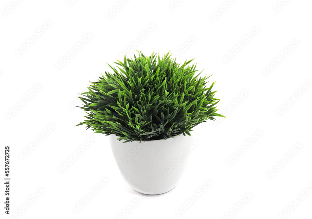 Flower in a pot isolated on white background Flower in a pot isolated on white background