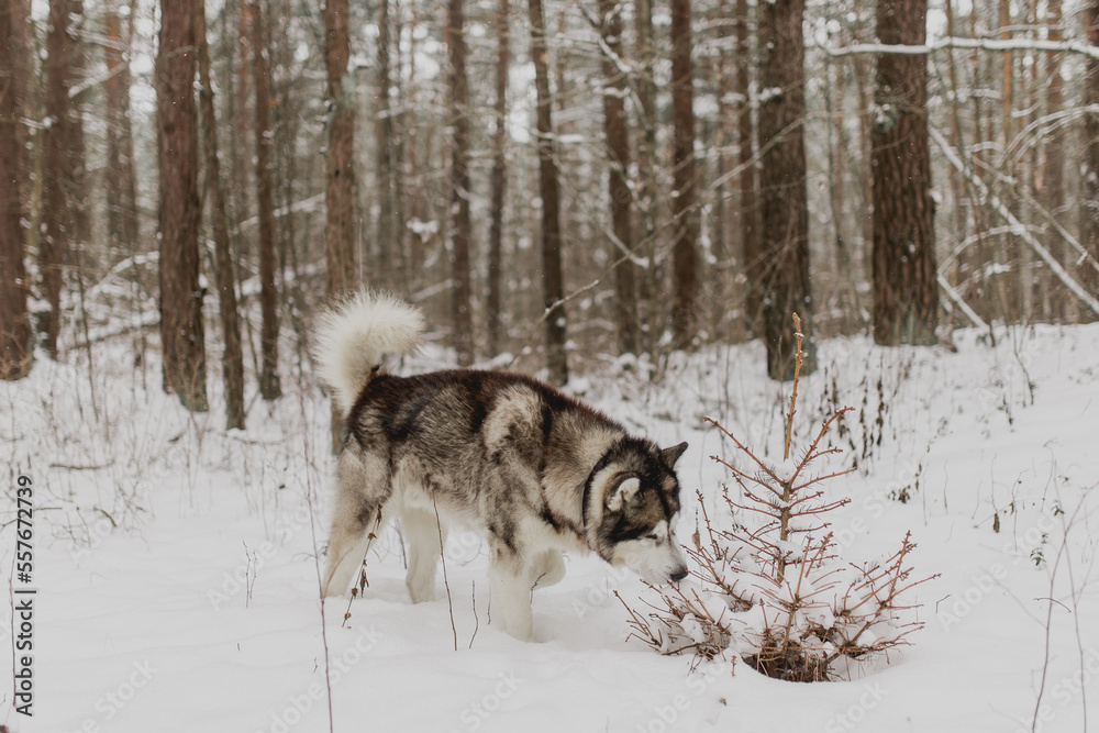 Husky sniffing small pine tree in snowy forest