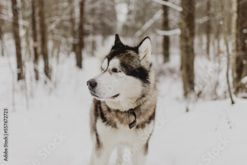Husky dog portrait in winter forest © Kaspars