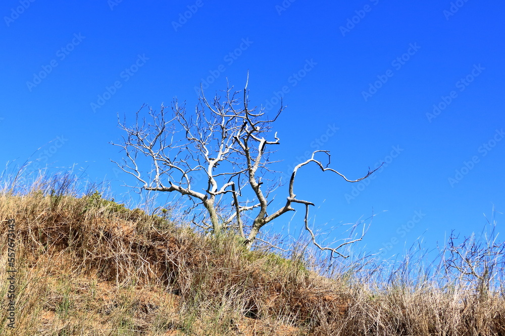 The plants in the Featherbed Nature reserve in Knysna on a beautiful summer's morning, South Africa