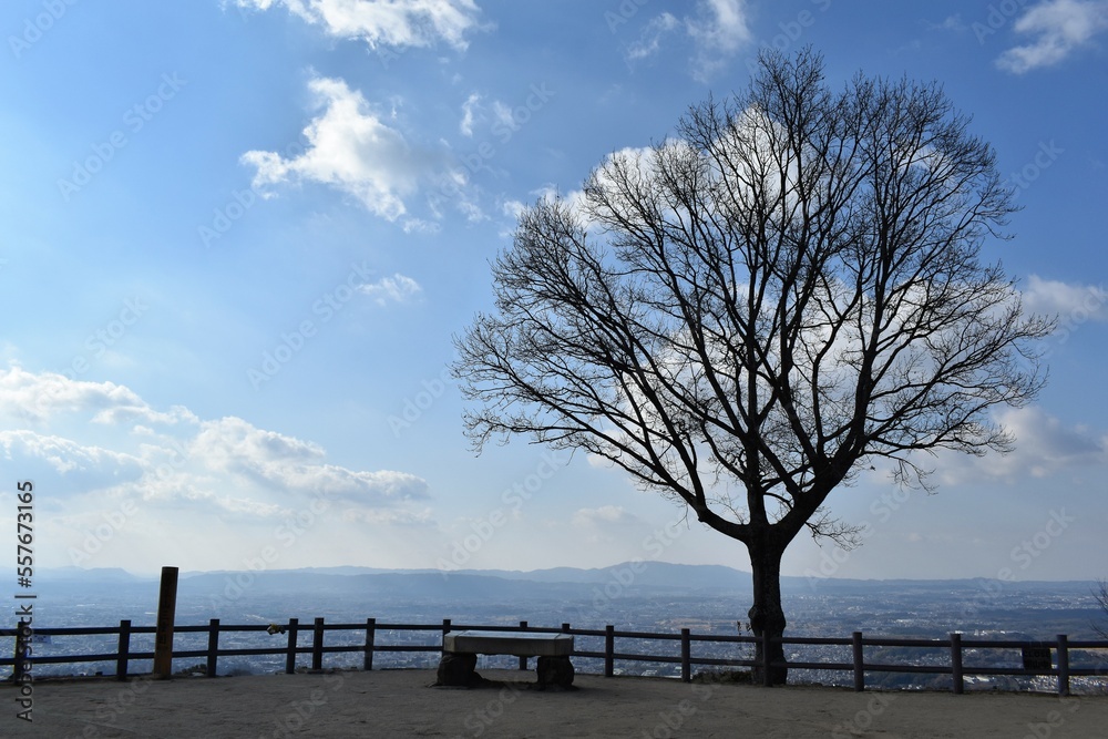 山頂展望台の木と冬の青空