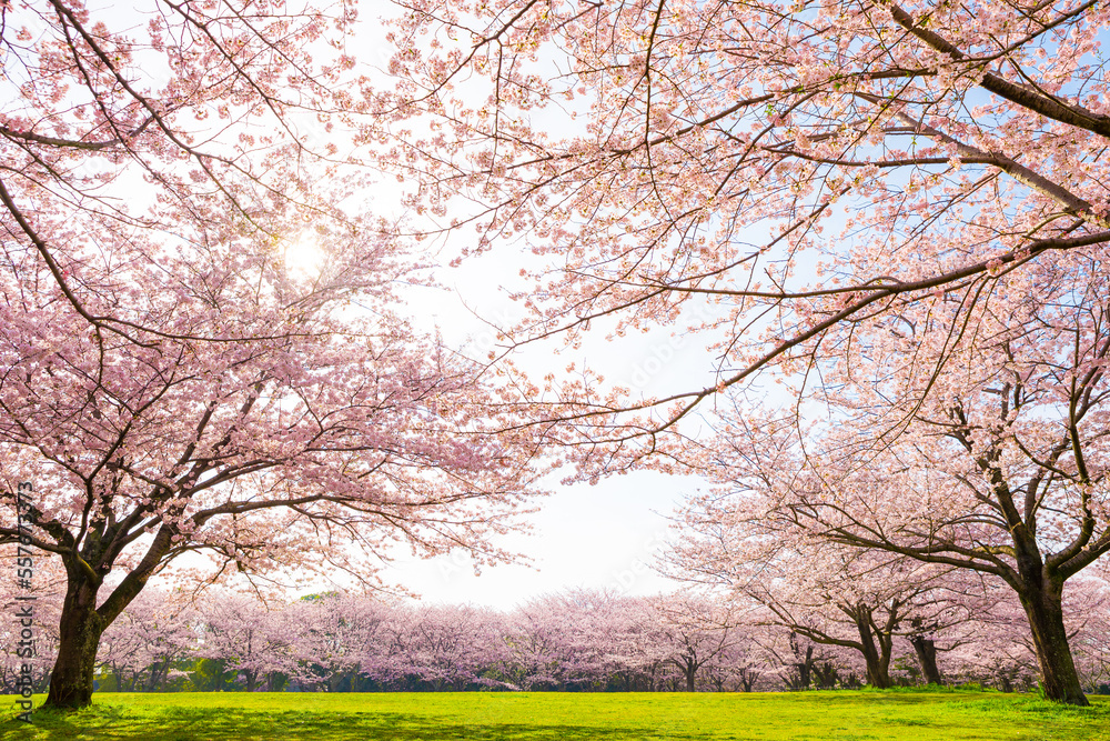 満開の桜と公園の風景