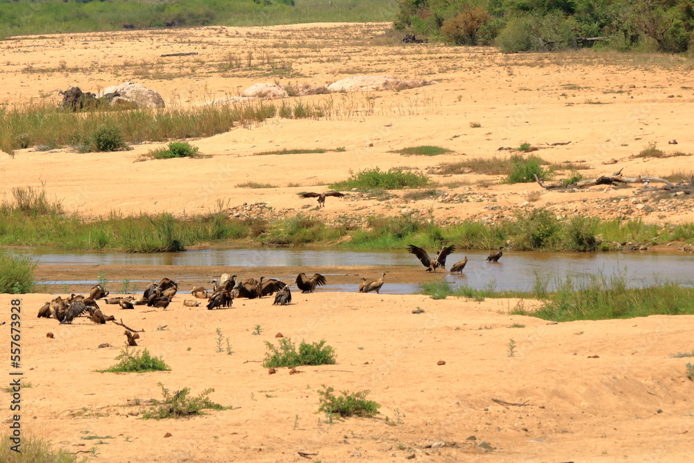 Tawny Eagles on ground near waterhole in Kruger National park, South Africa ; Specie Aquila rapax family of Accipitridae Tawny Eagles on ground near waterhole in Kruger National park, South Africa ; Specie Aquila rapax family of Accipitridae