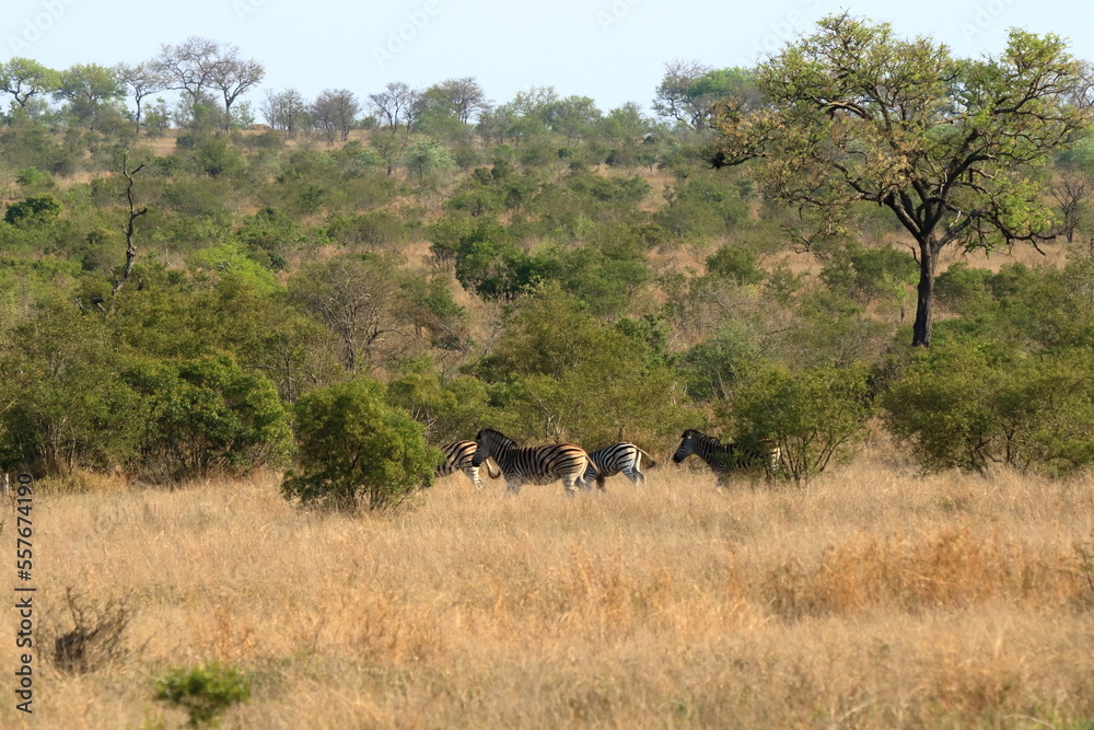 Fototapeta premium Cape Mountain Zebra (Equus zebra), Kruger National Park, South Africa.