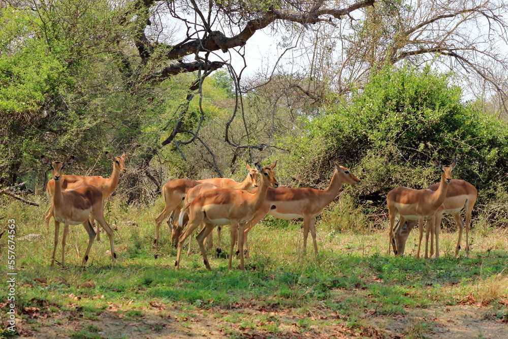 Herd of Impala in Kruger National Park in South Africa