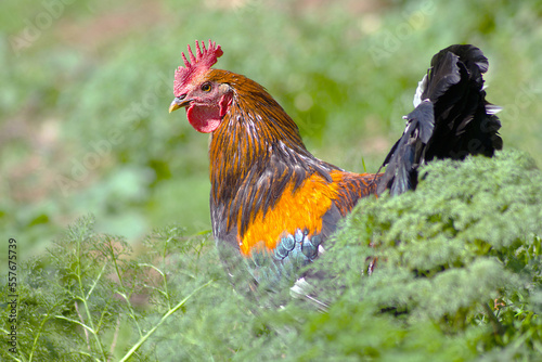 Gallo Peleón photo