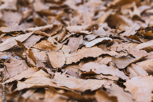 fallen dead leaves