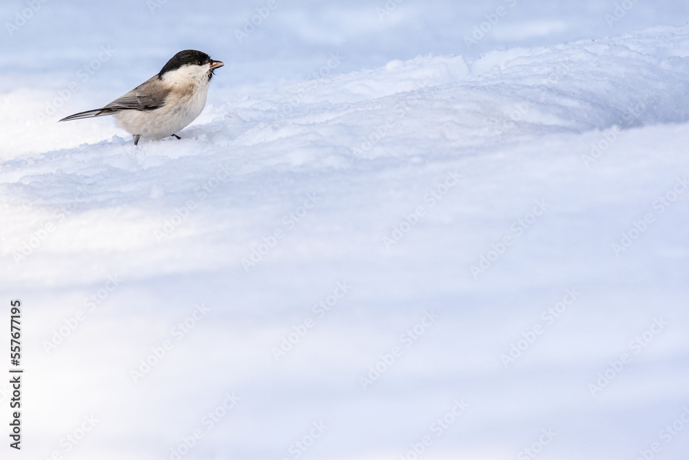 Obraz premium ハシブトガラ