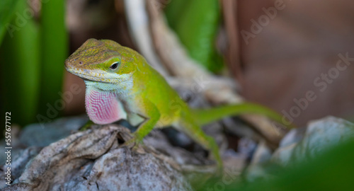 Mating season gecko in North Carolina