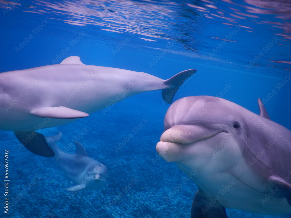Fototapeta premium Dauphins